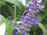 insecte